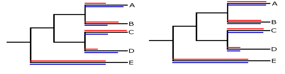 Phylogenetics